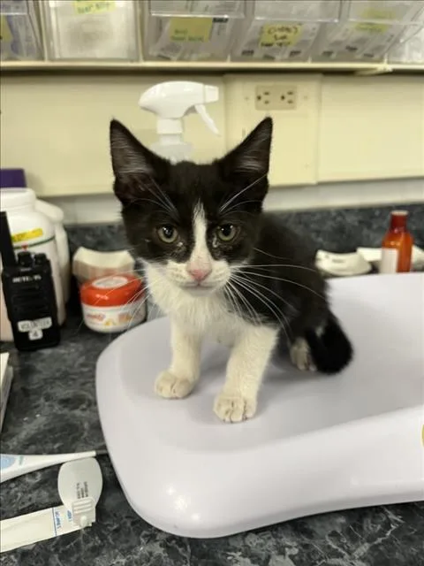 A baby small-sized male Black & White / Tuxedo Domestic Short Hair cat named A for adoption in Woodland, CA