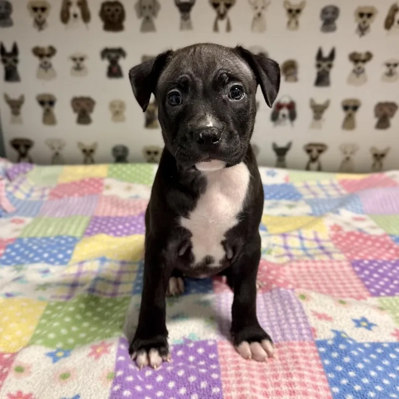 A baby medium-sized female Black Pit Bull Terrier dog named Denim for adoption in Durham, NC