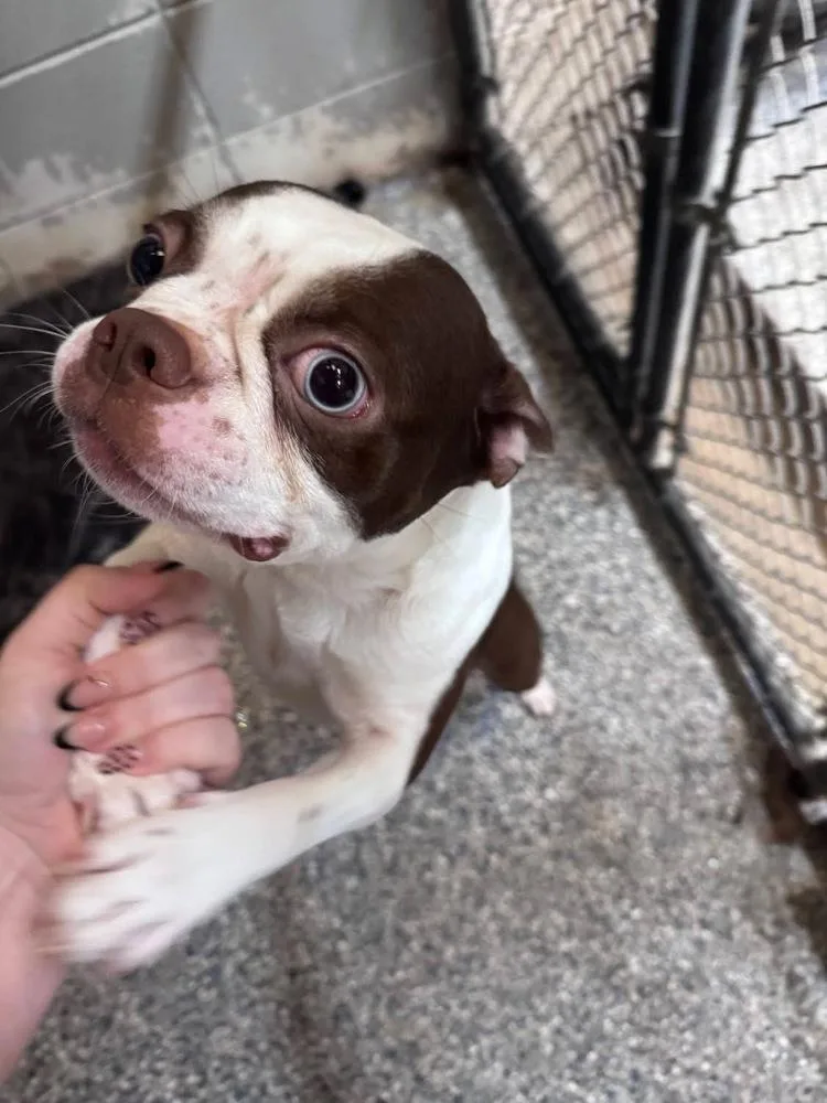 A baby medium-sized male Boston Terrier dog named Hamilton A for adoption in Silsbee, TX