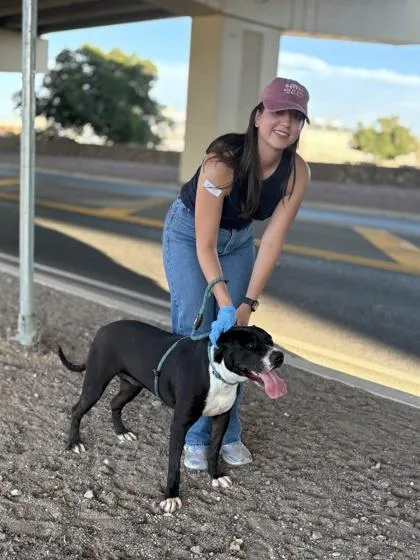 An adult large-sized female Pit Bull Terrier dog named Yuzu for adoption in El Paso, TX