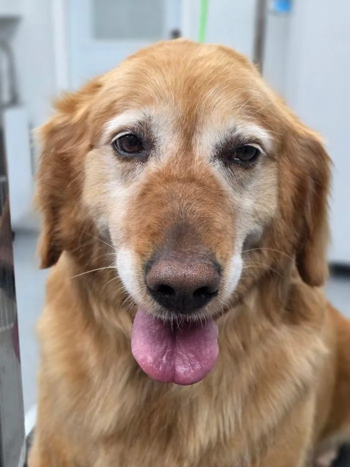 An adult large-sized female Golden Retriever dog named Kelly for adoption in Bath, OH