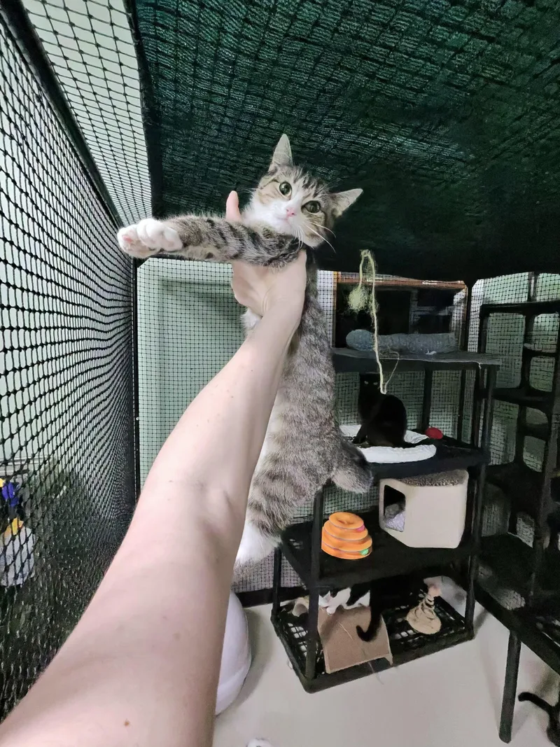 A young small-sized female Tabby (Brown / Chocolate) Domestic Short Hair cat named Monsey  Tabby F for adoption in West Nyack, NY