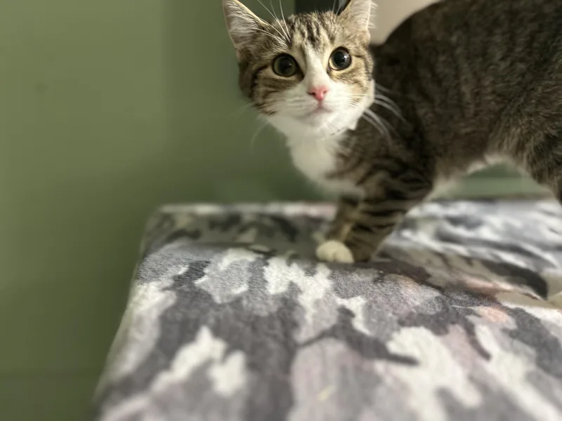 Monsey  Tabby F thumbnail 2