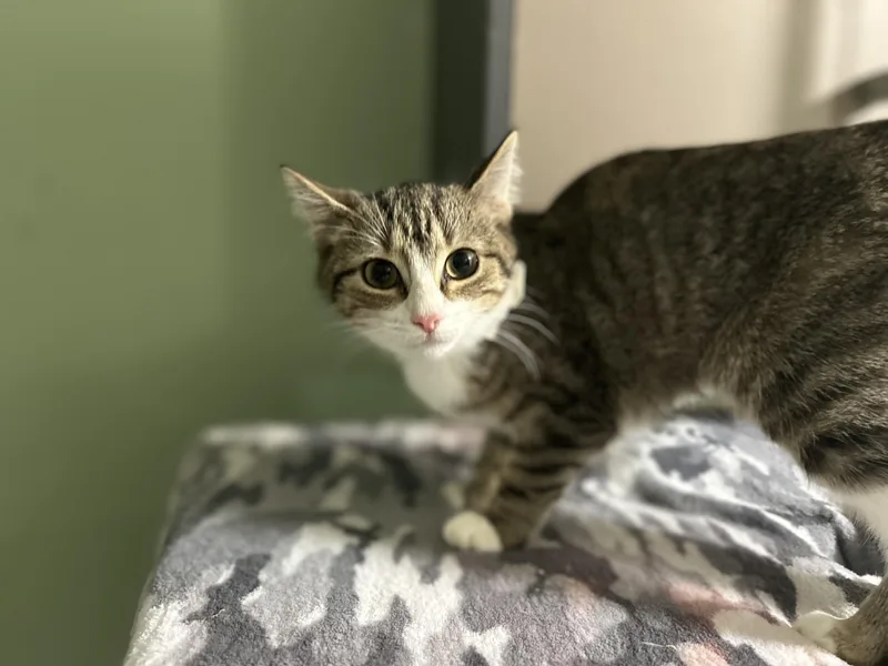 Monsey  Tabby F thumbnail 3