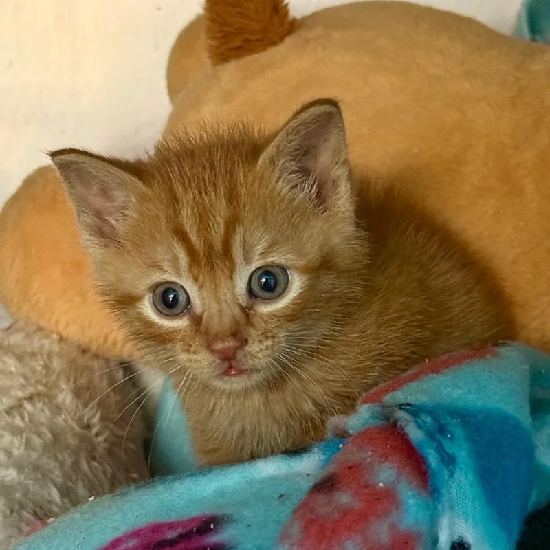 A baby small-sized male Orange / Red Domestic Short Hair cat named Marmalade for adoption in Troy, VA