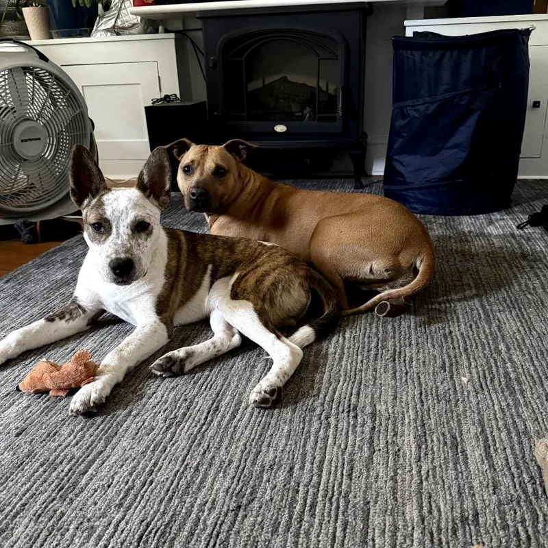 A baby medium-sized male Brindle Mixed Breed dog named Roux for adoption in Medford, NJ
