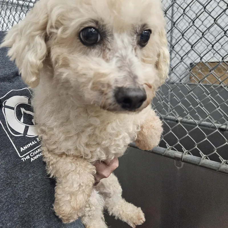 A senior small-sized male Bichon Frise dog named Shadow for adoption in Kalamazoo, MI