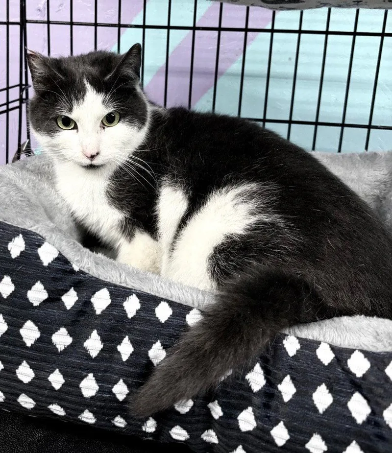 A young medium-sized male Domestic Short Hair cat named Zaboo for adoption in Battle Ground, WA