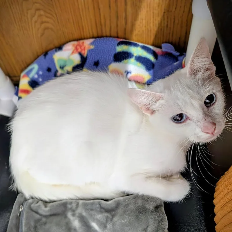 An adult medium-sized female White Domestic Short Hair cat named Marcy for adoption in Delaware, OH