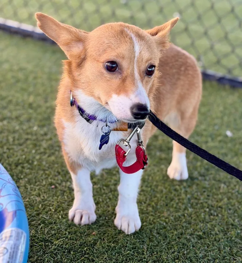 A young small-sized female Corgi dog named Sheila for adoption in Columbia, IL