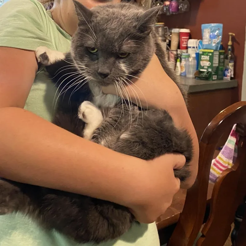 A senior large-sized female Gray / Blue / Silver Domestic Short Hair cat named Penny for adoption in York, PA