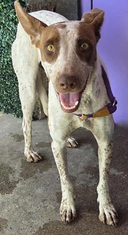 An adult medium-sized male White / Cream Mixed Breed dog named Red Rum for adoption in El Paso, TX