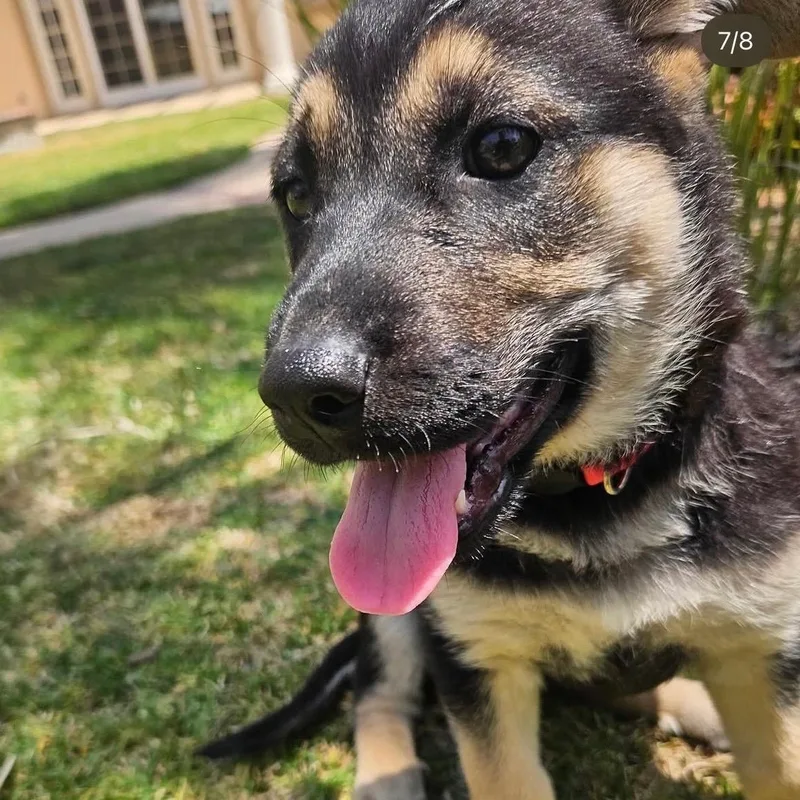 A baby medium-sized female German Shepherd Dog dog named Cassie for adoption in Whittier, CA