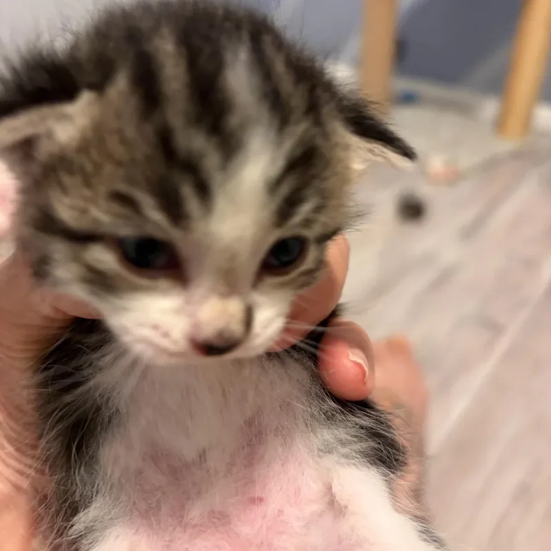 A young small-sized male Black & White / Tuxedo Domestic Short Hair cat named Sprinkle Crawler for adoption in Commerce City, CO