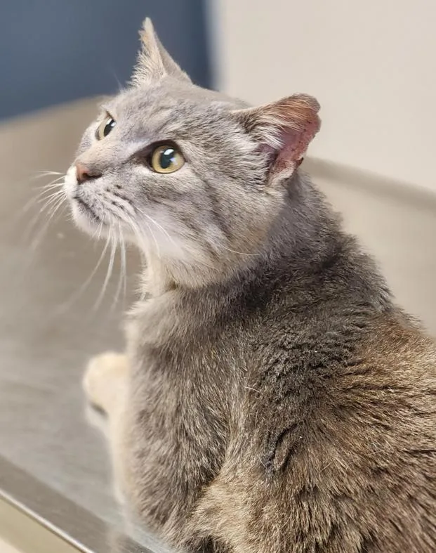 An adult medium-sized male Tabby (Gray / Blue / Silver) Domestic Short Hair cat named Dwayne for adoption in Johnson City, TN