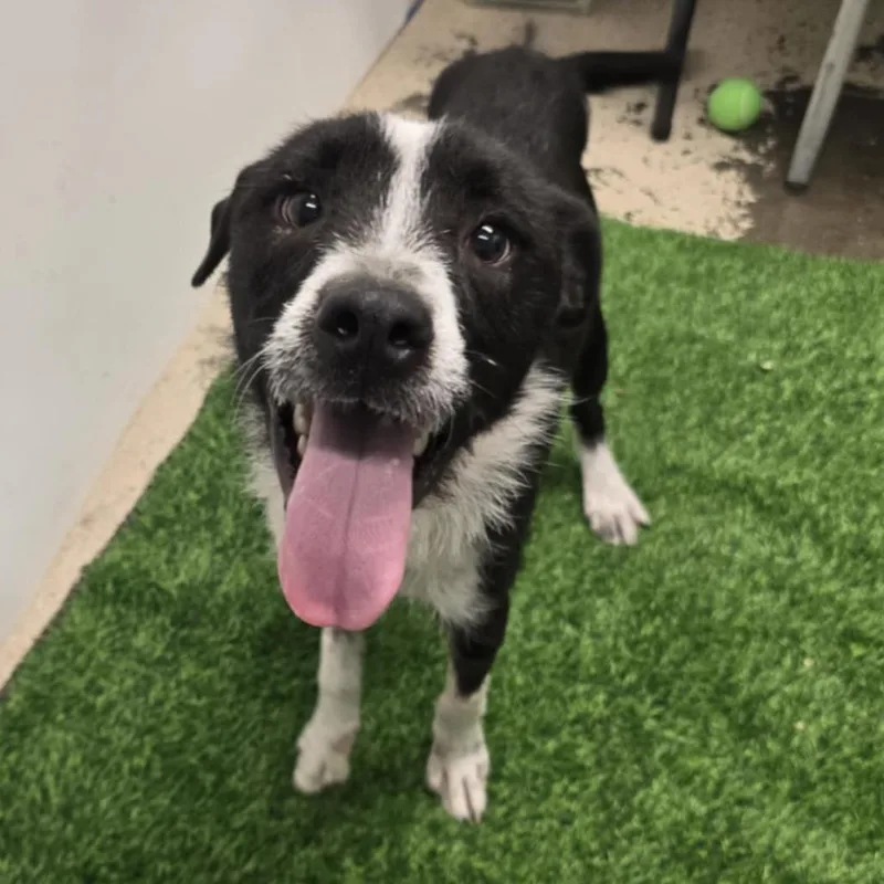 An adult medium-sized male Black Mixed Breed dog named Ilya Rosanov for adoption in Columbia, MO