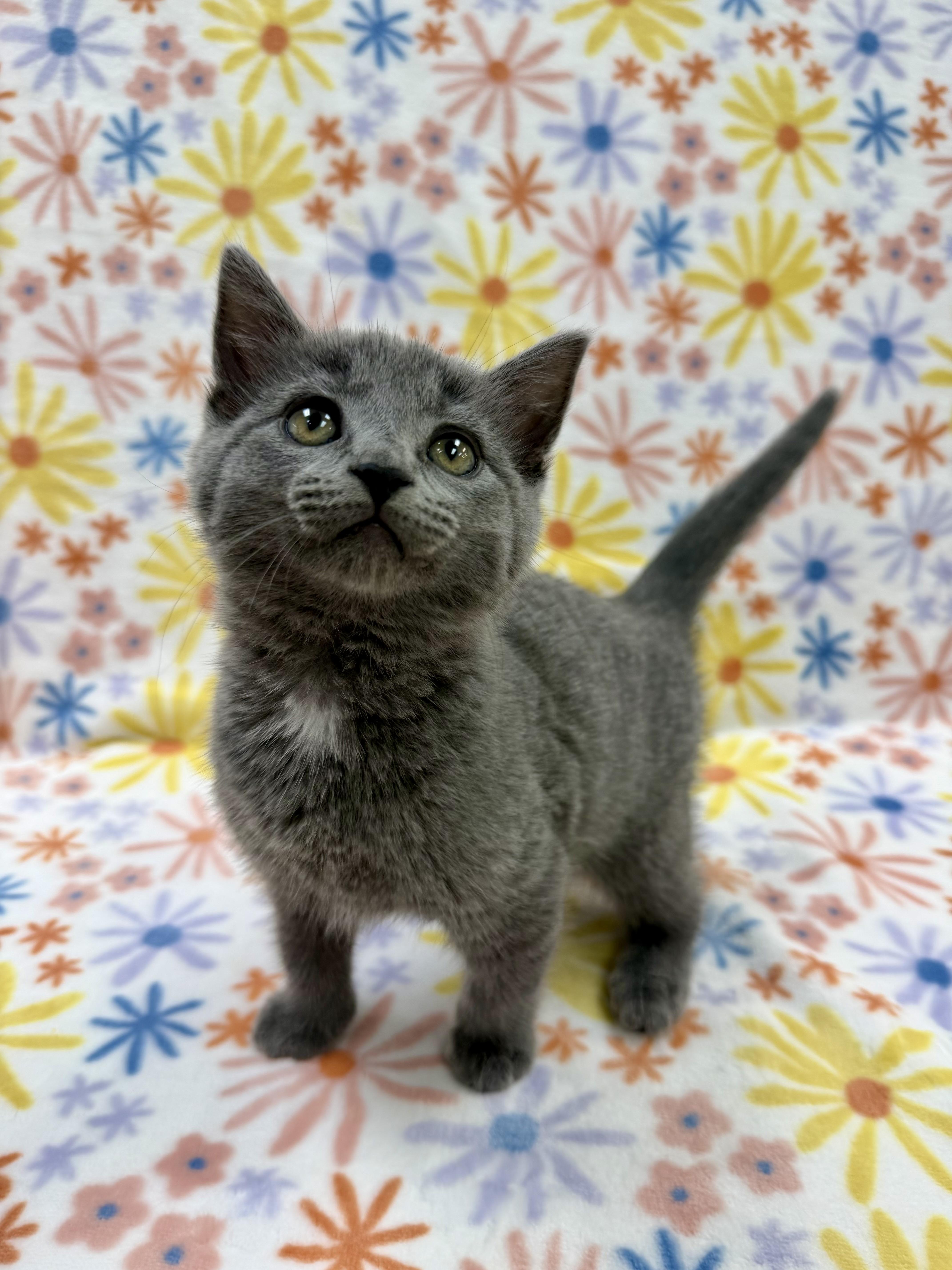 A baby medium-sized female Gray & White Domestic Short Hair cat named Marie for adoption in Columbus, OH