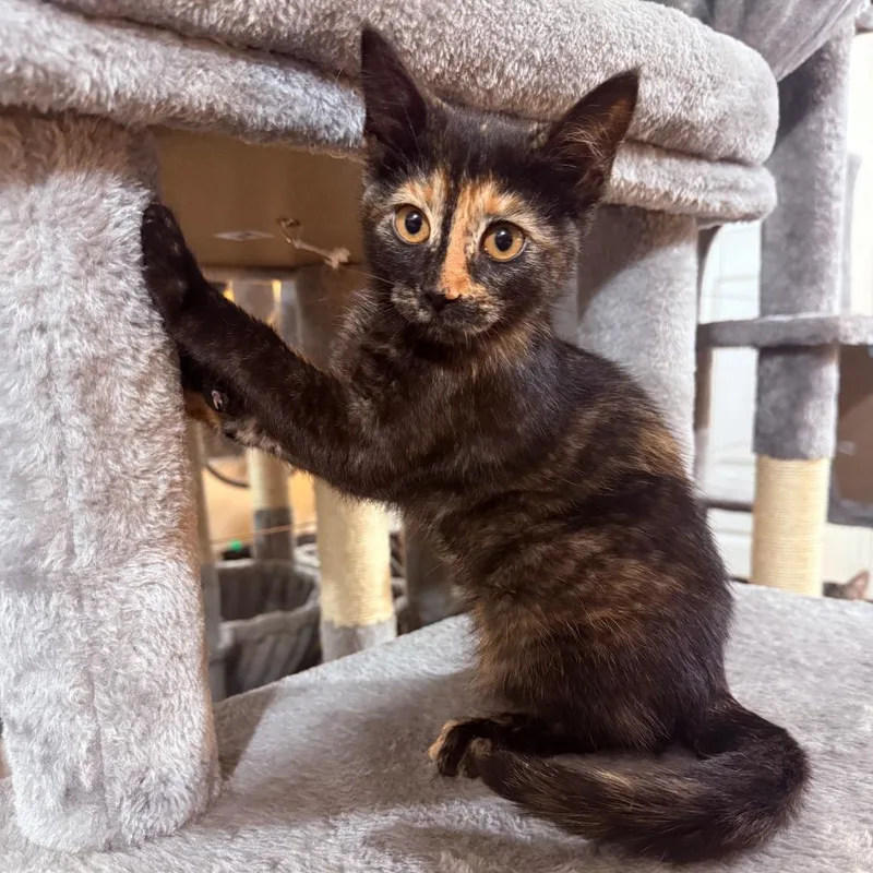 A baby small-sized female Tortoiseshell Domestic Short Hair cat named Ruby Crock for adoption in Eagle Mountain, UT
