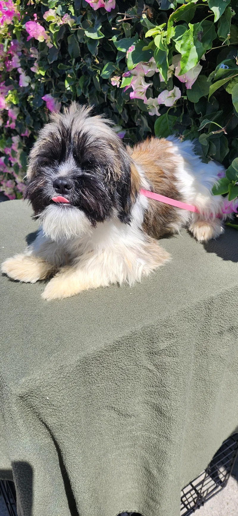 A baby small-sized male Tricolor (Brown, Black, & White) Shih poo dog named Mookie for adoption in Torrance, CA