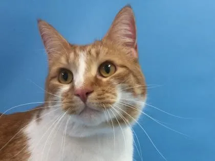 An adult small-sized male Domestic Short Hair cat named Izzy for adoption in Golden Valley, MN