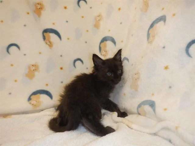 A baby small-sized male Domestic Short Hair cat named Nox for adoption in San Jose, CA