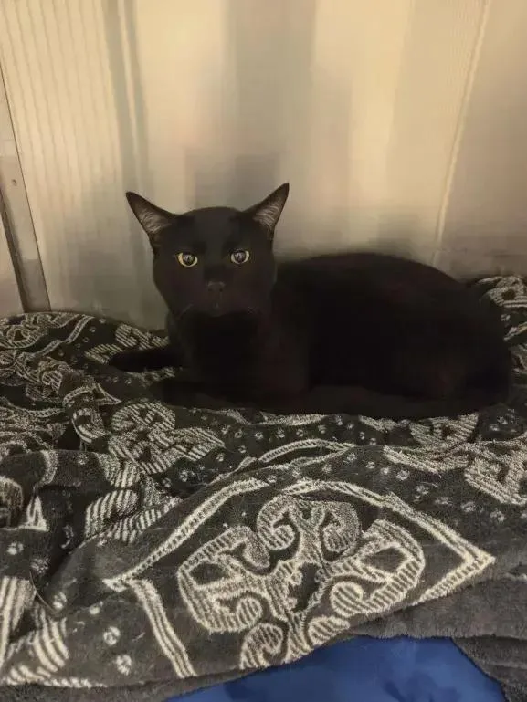 An adult medium-sized male Black Domestic Short Hair cat named Heimdall for adoption in Grand Rapids, MI