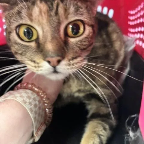An adult small-sized female Torbie Domestic Short Hair cat named Brenda for adoption in St Joseph, MO