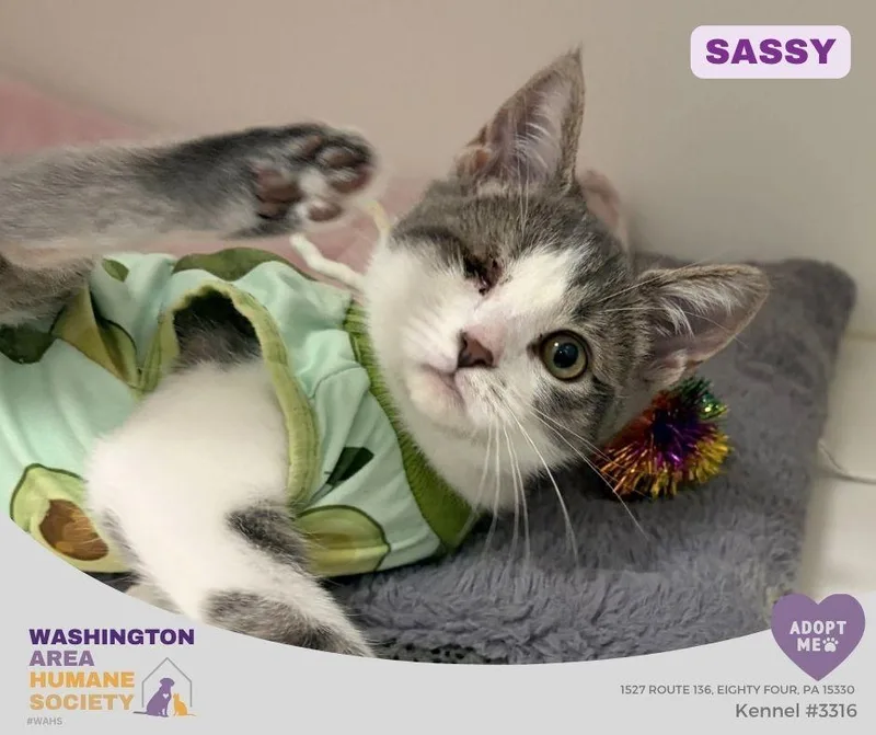A baby small-sized female Gray & White Domestic Short Hair cat named Sassy for adoption in Eighty Four, PA