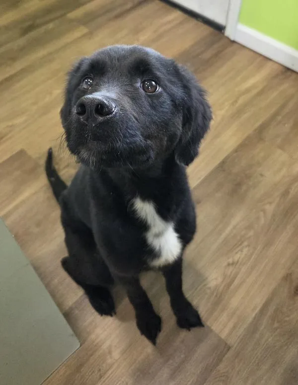 A young medium-sized female Labrador Retriever dog named Jojo for adoption in Cleveland, TN
