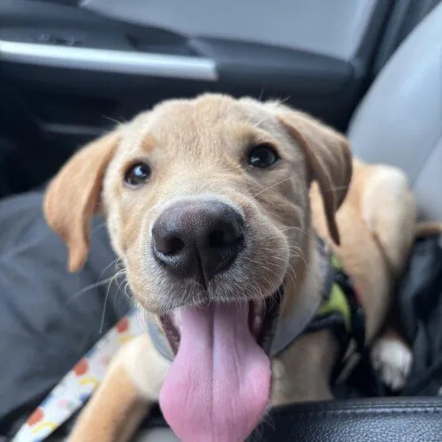 Ralphie