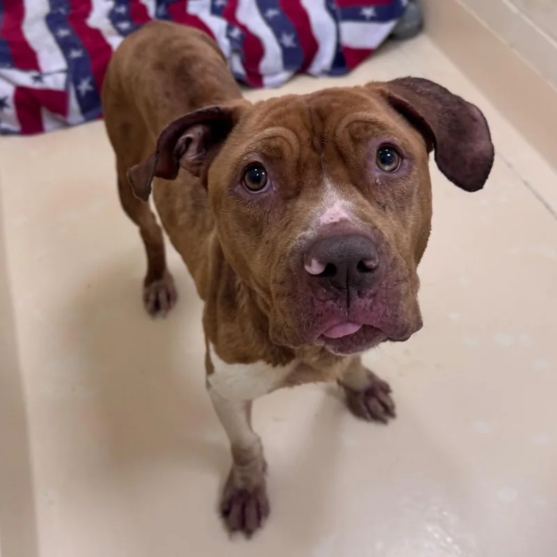 An adult medium-sized female Brown / Chocolate Mixed Breed dog named Dinky for adoption in Winston-Salem, NC