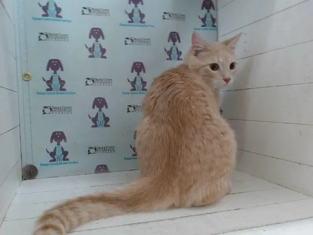 A young small-sized male Domestic Short Hair cat named Yuki for adoption in Orlando, FL