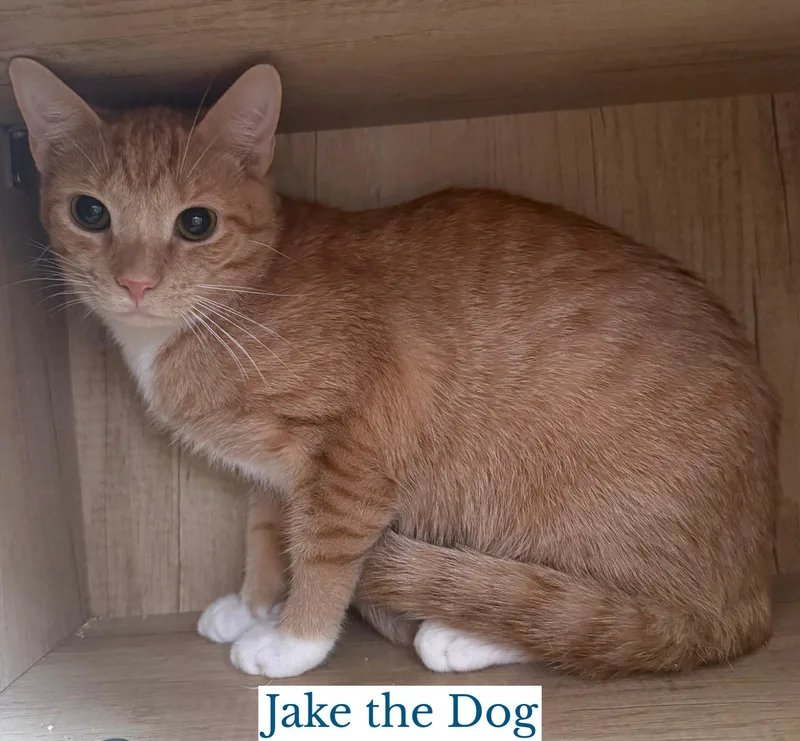 A young medium-sized male Orange & White Domestic Short Hair cat named Jake the Dog for adoption in Berkeley Springs, WV