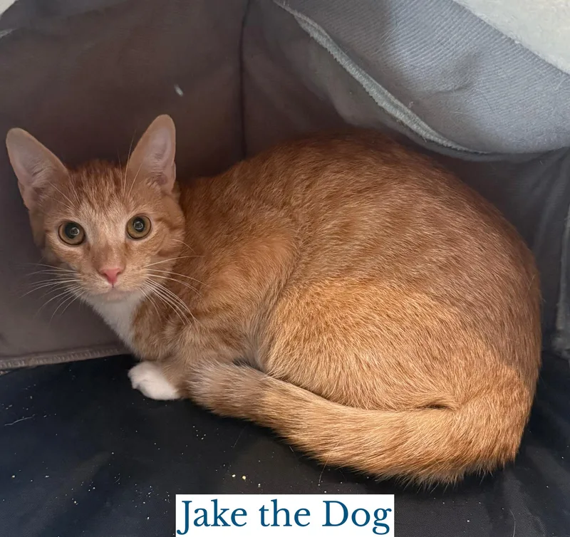 Jake the Dog thumbnail 2