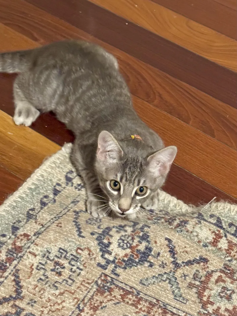 little Annie
