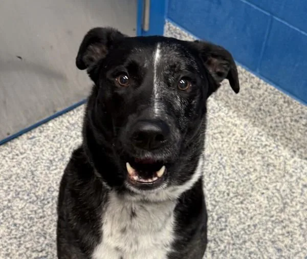 An adult medium-sized male Catahoula Leopard Dog dog named Charlie for adoption in Golden, CO
