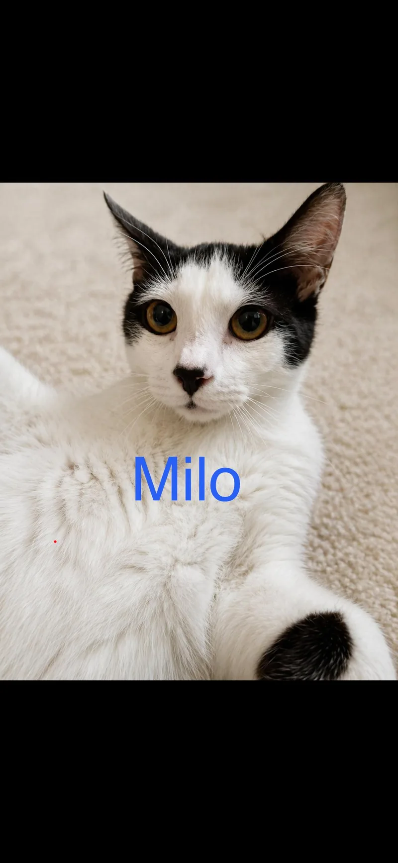 A young medium-sized male Black & White / Tuxedo Domestic Short Hair cat named Milo for adoption in Yardley, PA