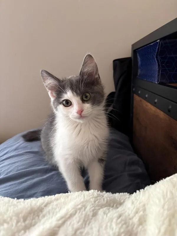 A baby small-sized male Domestic Short Hair cat named Zuko for adoption in Salt Lake City, UT