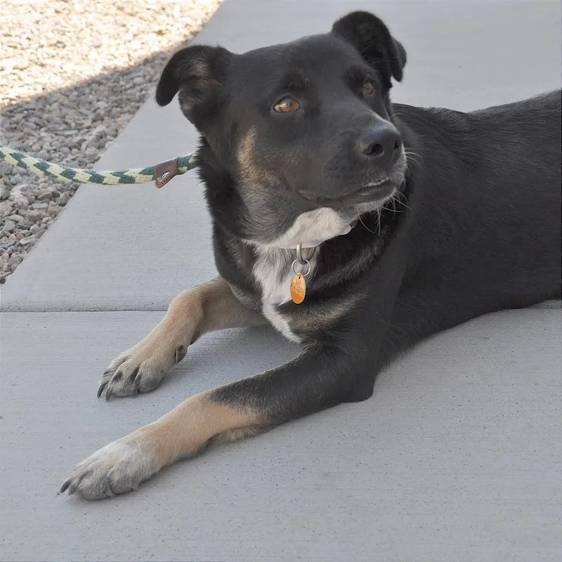 An adult medium-sized female Black Mixed Breed dog named Tiva for adoption in Prescott, AZ