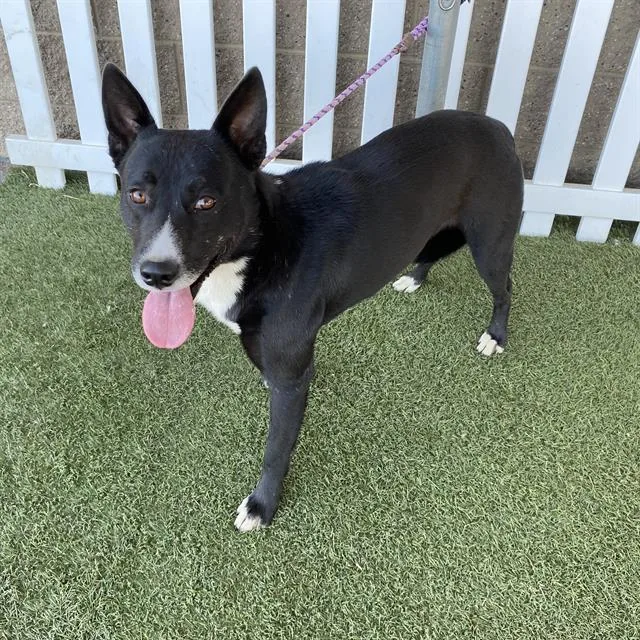 An adult large-sized male Border Collie dog named Domino for adoption in Modesto, CA