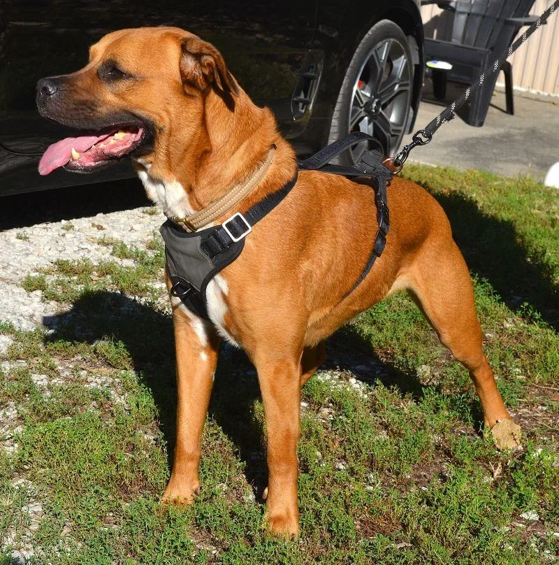 An adult large-sized male Labrador Retriever dog named Howard for adoption in Parkville, MO