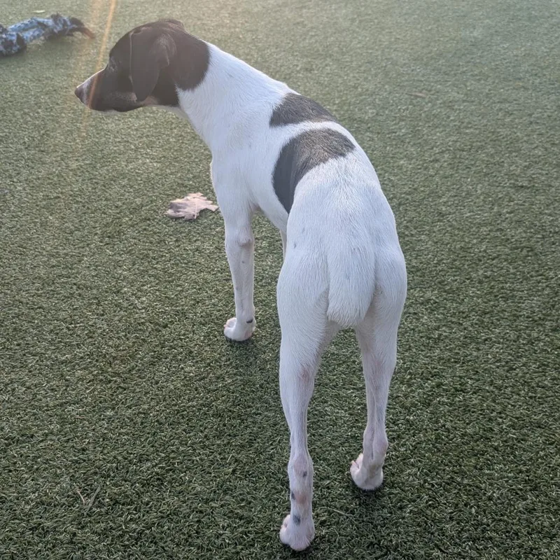 A young small-sized female Rat Terrier dog named Daisy Mae for adoption in Bryan, TX