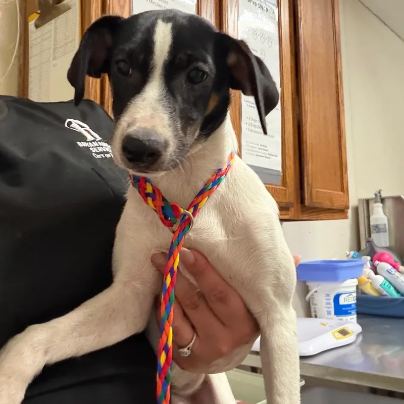 Daisy Mae thumbnail 3