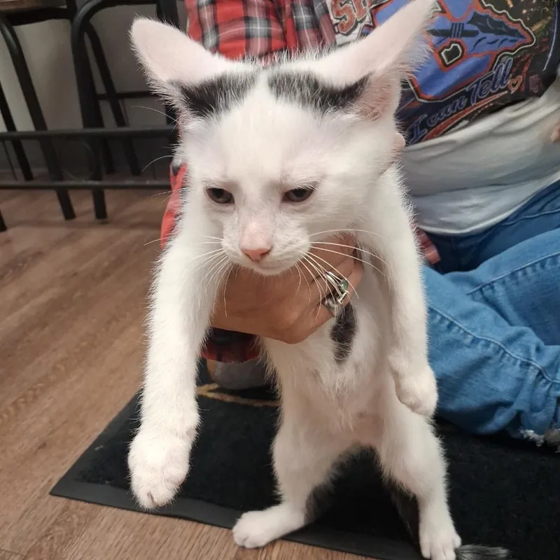 A baby small-sized male White Domestic Short Hair cat named Matrix for adoption in Morganfield, KY