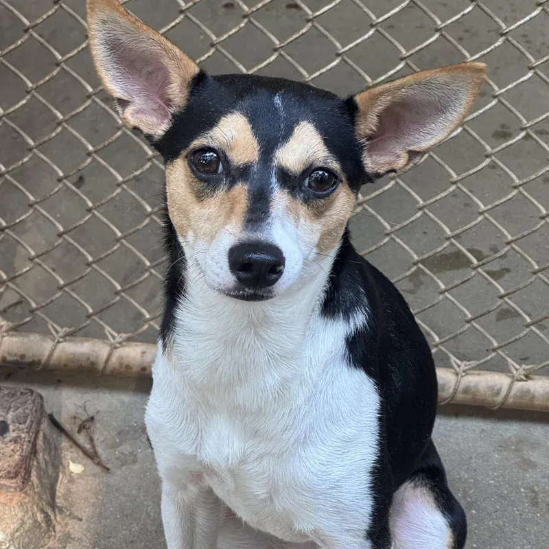 A young small-sized female Tricolor (Brown, Black, & White) Rat Terrier dog named Ava for adoption in Mobile, AL