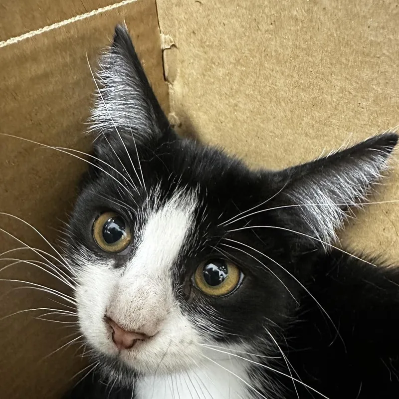 A baby small-sized male Black Domestic Short Hair cat named Haku for adoption in Jacksonville, FL