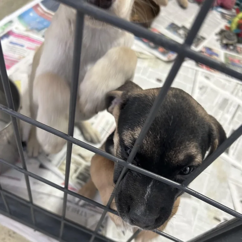 A baby medium-sized female Black Labrador Retriever dog named Polly Pocket for adoption in Clarksville, VA