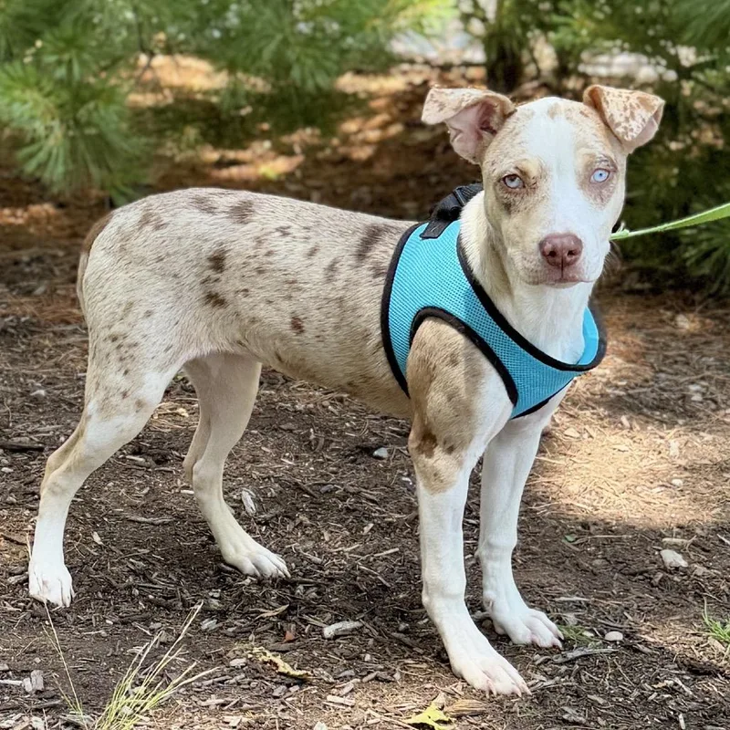 A baby medium-sized female Yellow / Tan / Blond / Fawn Catahoula Leopard Dog dog named Twinki for adoption in East Hampton, NY