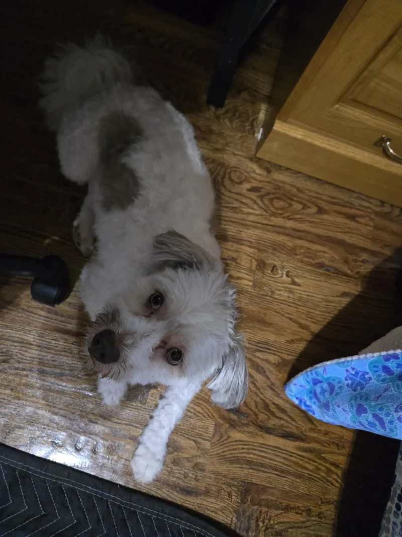 An adult small-sized male White / Cream Poodle dog named Bolo for adoption in Irving, TX
