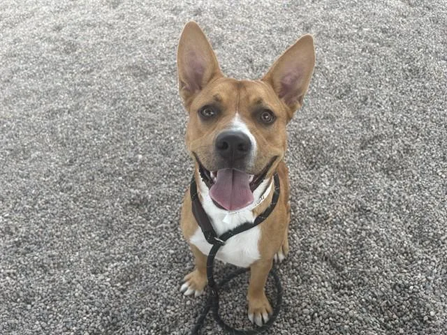 A young large-sized male Pit Bull Terrier dog named Boomerang for adoption in Mesa, AZ